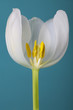 Single white tulip isolated on blue