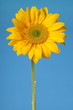 Sunflower isolated on blue
