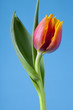 Beautiful red and yellow tulip in full bloom