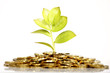 Money growing