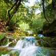 Forest Waterfall