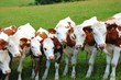 Vaches comtoises. Vaches comtoises.