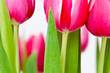 Tulpen close-up