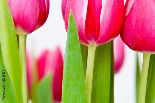 Foto: Tulpen close-up Tulpen close-up