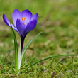 Krokus 2