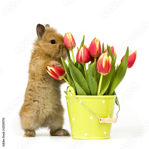 Foto: neugieriges Babykaninchen neugieriges Babykaninchen