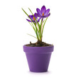 Crocus violet en pot - Iridaceae isolé sur fond blanc Crocus violet en pot - Iridaceae isolé sur fond blanc