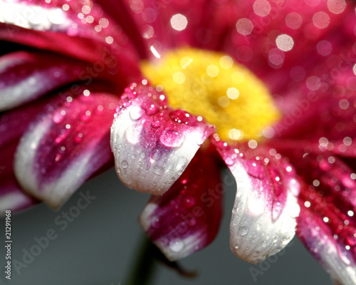 Photo: chrysanthemum chrysanthemum