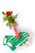 Foto: Blume Blume