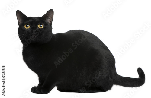 Photo: Side view of Bombay cat, sitting in front of white background Side view of Bombay cat, sitting in front of white background