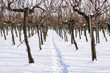 Weingarten im Winter