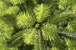 Foto: Nadelbaum - Austrieb im Frühling Nadelbaum - Austrieb im Frühling