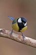 Great Tit, Parus major