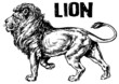 vector illustration tattoo - lion vector illustration tattoo - lion