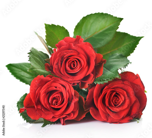 Photo: Beautiful red Roses over white Beautiful red Roses over white