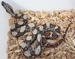 boa constrictor imperator boa constrictor imperator