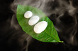 Spa composition with white stones on a leaf and aromatic steam..