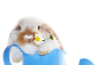 Hase