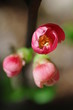 ぼけの花
