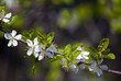 Whiteblossom Whiteblossom