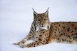 Luchs im Schnee