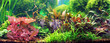 Decorative aquarium
