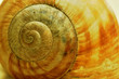schnecke