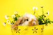 Hase