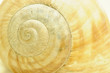 snail shell