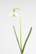 Schneglöckchen