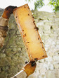 Close up of beekeeper  holding bees and honeycomb