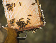 Close up of beekeeper  holding bees and honeycomb