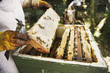Beekeeper holding bees and honeycomb
