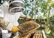 Beekeeper holding bees and honeycomb