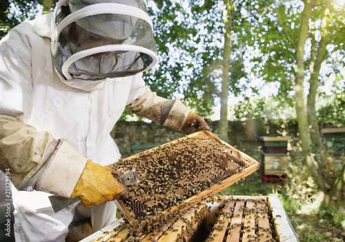 Foto: Beekeeper holding bees and honeycomb Beekeeper holding bees and honeycomb