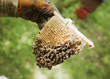 Beekeeper holding bees and honeycomb