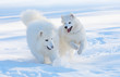 Photos : Samoyed dogs