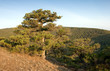 juniper bushwood in mountains