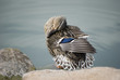 Pato