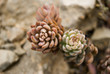 Carnosas