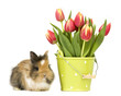 Baby Kaninchen und Blumentopf Baby Kaninchen und Blumentopf