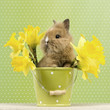 Baby Kaninchen im Blumentopf