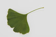 Ginkgoblatt