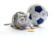 Mouse and football. Over white.