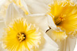 White Spring Daffodil Flower Background White Spring Daffodil Flower Background