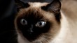 Cat on a dark background