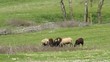 pecore al pascolo