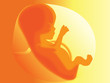 Unborn baby Unborn baby