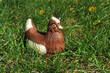 Poule en chocolat Poule en chocolat