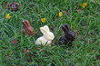 Lapins en chocolat Lapins en chocolat